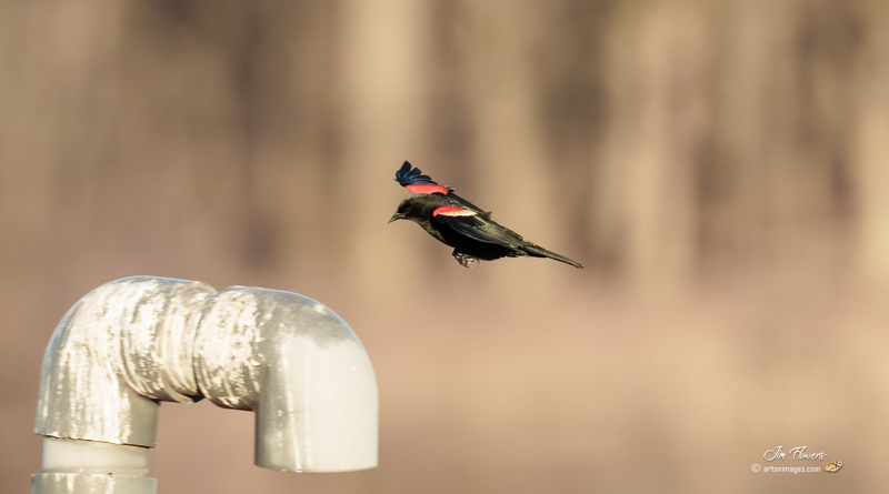 Red-winged Blackbird 2309.jpg :: Red-winged Blackbird (Agelaius phoeniceus) Hopewell Recreation  Complex, York County, Pennsylvania
