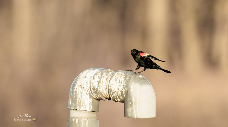 Red-winged Blackbird 2310.jpg :: Red-winged Blackbird (Agelaius phoeniceus) Hopewell Recreation  Complex, York County, Pennsylvania