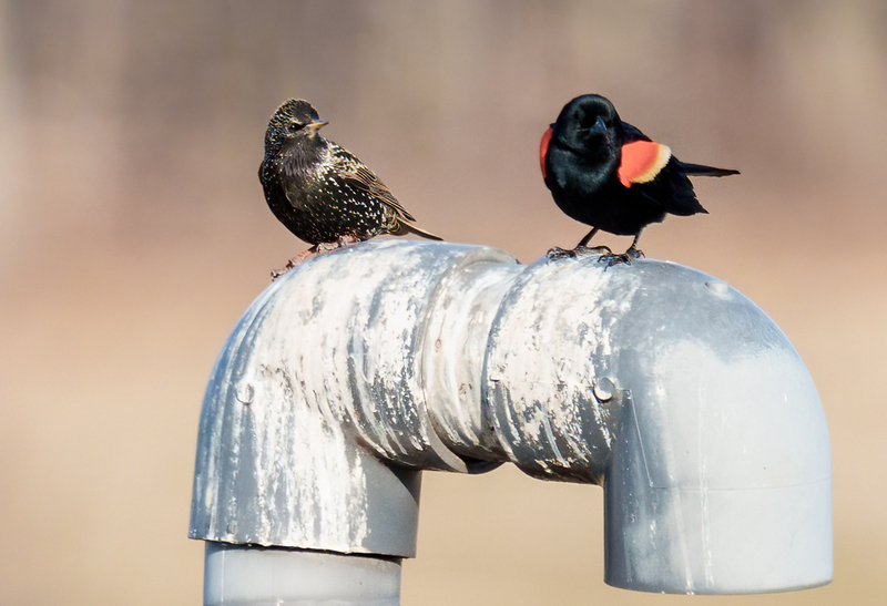 Red0winged Blackbird - European Starling 2302.jpg :: Red-winged Blackbird (Agelaius phoeniceus), European Starling, Hopewell Recreation  Complex, York County, Pennsylvania