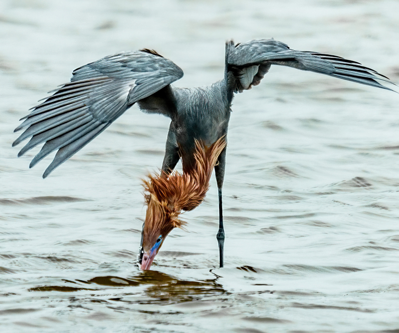 Reddish Egret 2301(1).jpg
