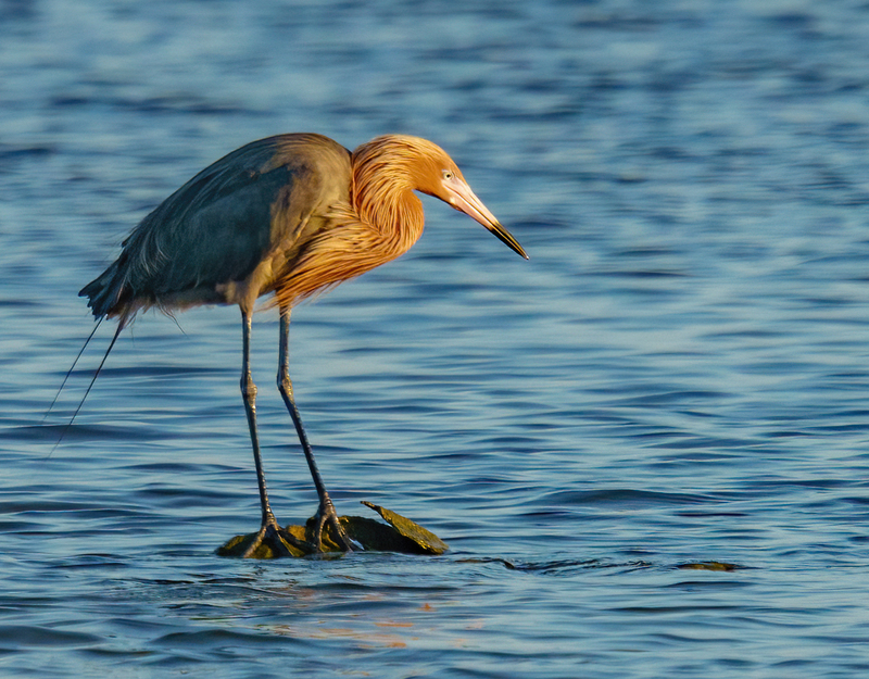 Reddish Egret 2301.jpg :: Reddish Egret (Egretta rufescens) Rollover Pass, Bolivar Peninsula, Texas