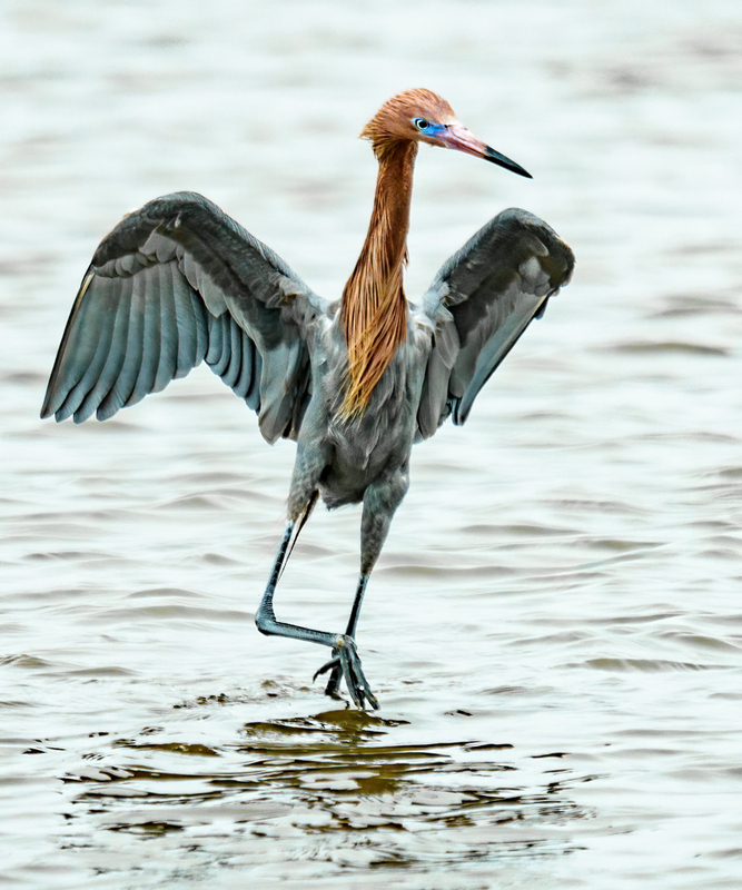 Reddish Egret 2302(1).jpg