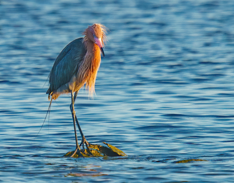 Reddish Egret 2302.jpg :: Reddish Egret (Egretta rufescens) Rollover Pass, Bolivar Peninsula, Texas