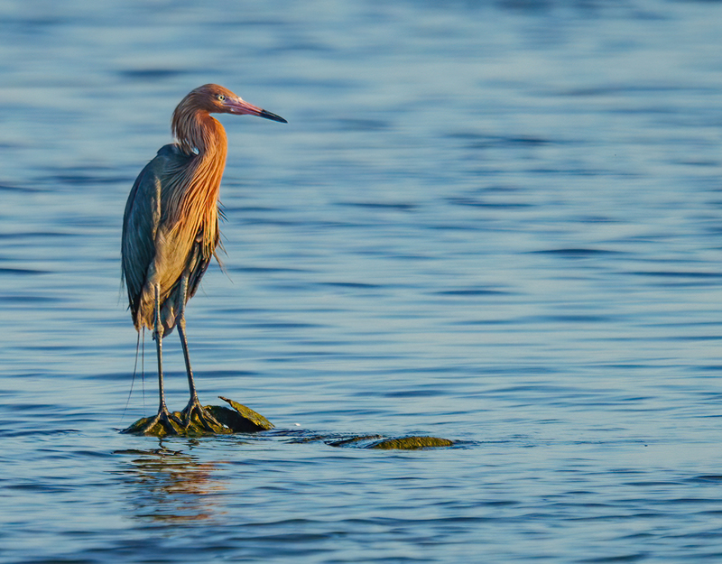 Reddish Egret 2303.jpg :: Reddish Egret (Egretta rufescens) Rollover Pass, Bolivar Peninsula, Texas