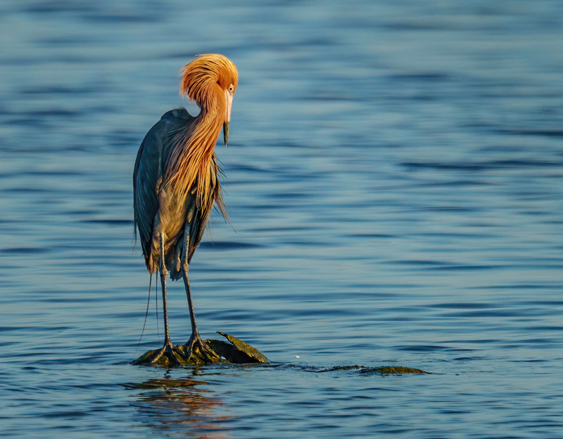 Reddish Egret 2304.jpg :: Reddish Egret (Egretta rufescens) Rollover Pass, Bolivar Peninsula, Texas