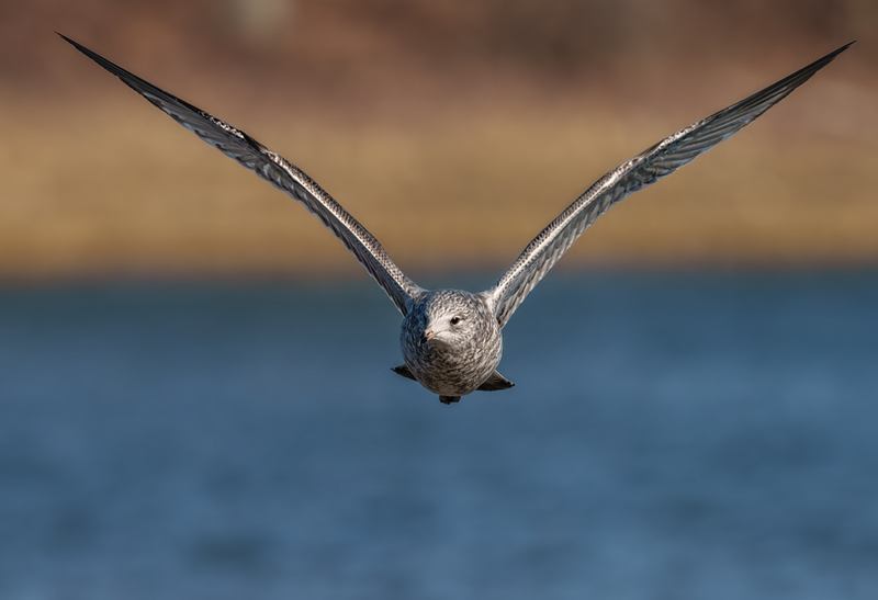 Ring-billed Gull - 1st winter - juvenile 2302(1).jpg :: Ring-billed Gull (Larus delawarensis) Codorus State Park, York County, Pennsylvania