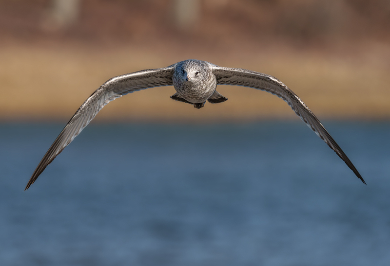 Ring-billed Gull - 1st winter - juvenile 2303(1).jpg :: Ring-billed Gull (Larus delawarensis) Codorus State Park, York County, Pennsylvania