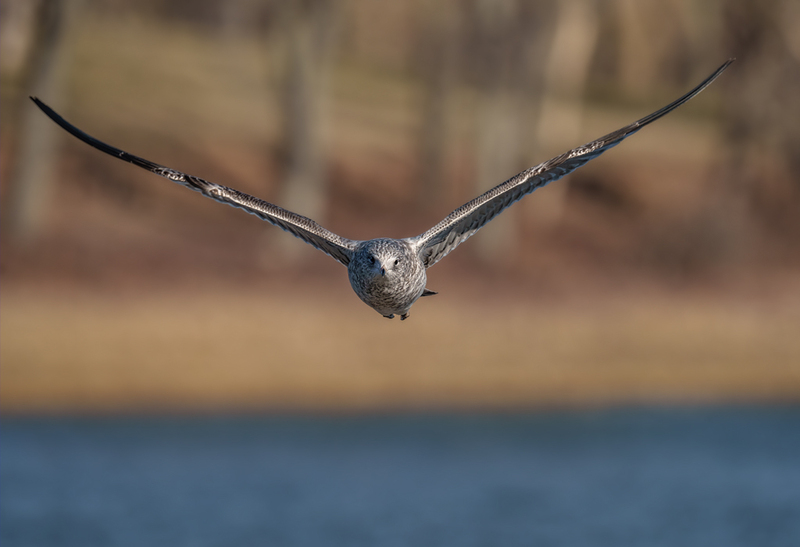 Ring-billed Gull - 1st winter - juvenile 2304.jpg :: Ring-billed Gull (Larus delawarensis) Codorus State Park, York County, Pennsylvania