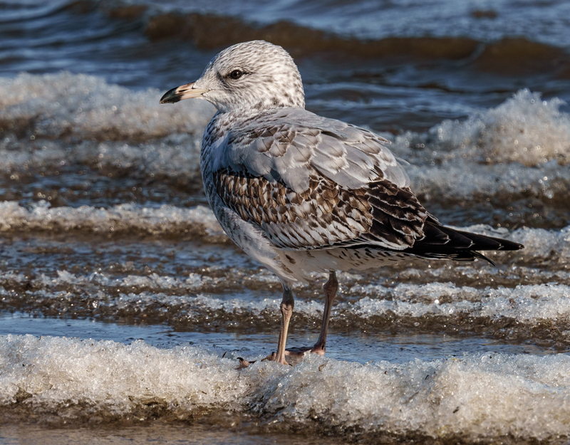 Ring-billed Gull - 1st winter - juvenile 2305.jpg :: Ring-billed Gull (Larus delawarensis) Codorus State Park, York County, Pennsylvania