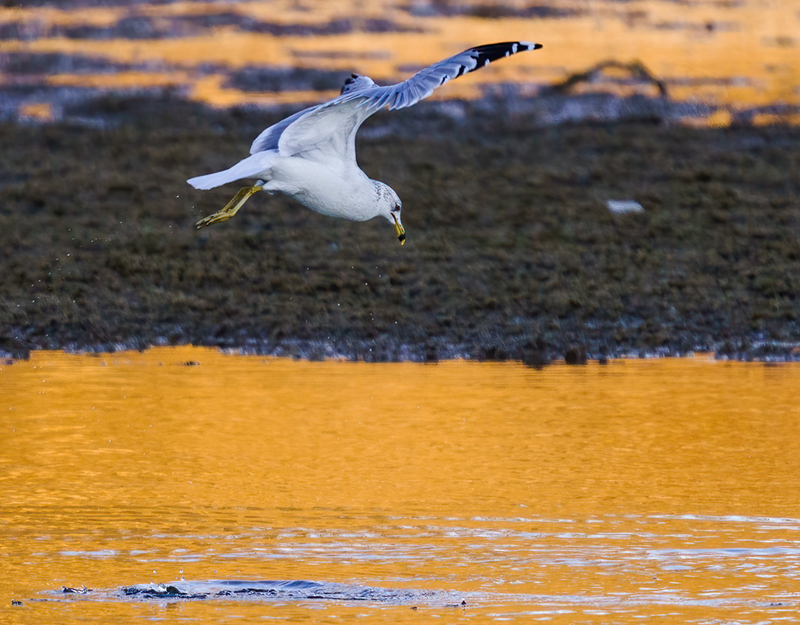 Ring-billed Gull - adult 2312.jpg :: Ring-billed Gull (Larus delawarensis) Codorus State Park, York County, Pennsylvania