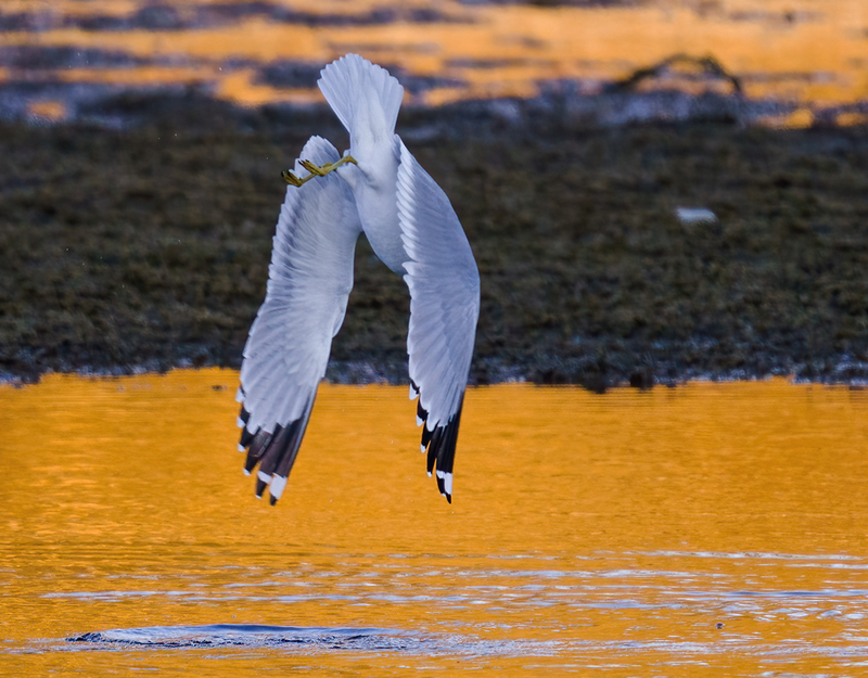 Ring-billed Gull - adult 2313.jpg :: Ring-billed Gull (Larus delawarensis) Codorus State Park, York County, Pennsylvania
