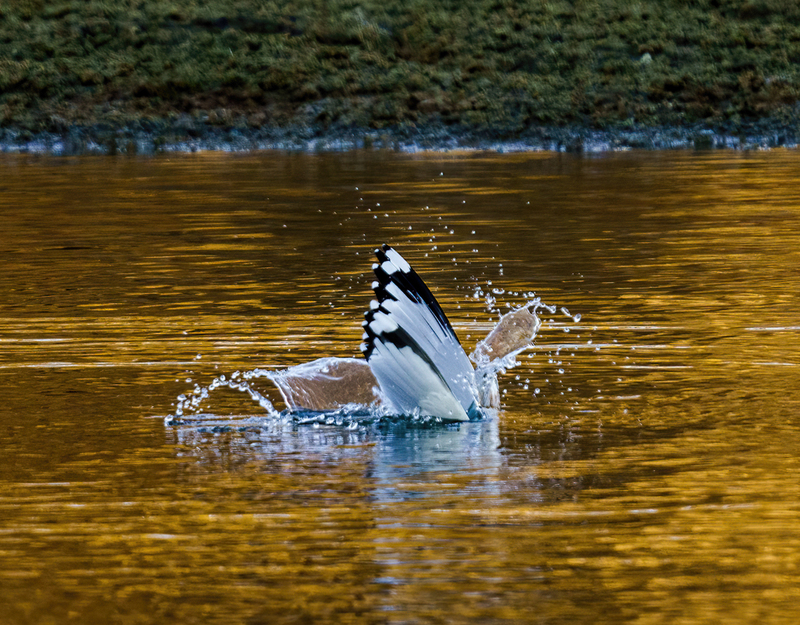 Ring-billed Gull - adult 2314.jpg :: Ring-billed Gull (Larus delawarensis) Codorus State Park, York County, Pennsylvania