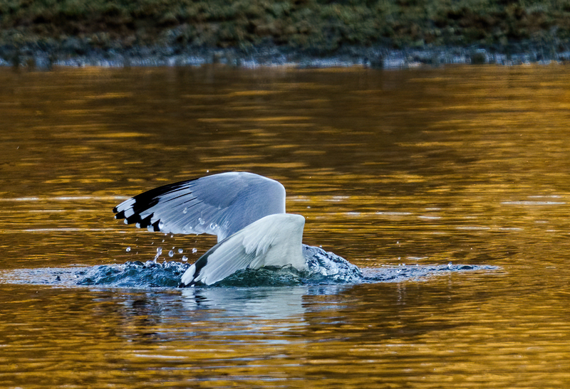 Ring-billed Gull - adult 2315(1).jpg :: Ring-billed Gull (Larus delawarensis) Codorus State Park, York County, Pennsylvania