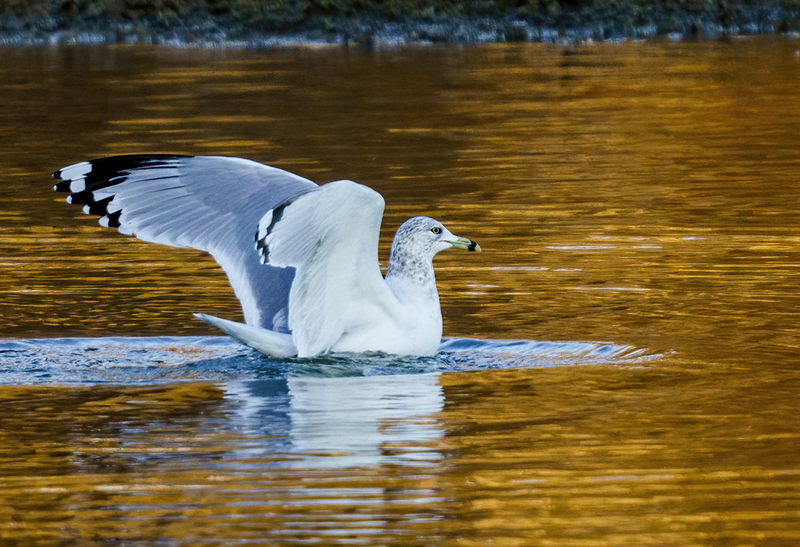 Ring-billed Gull - adult 2316(1).jpg :: Ring-billed Gull (Larus delawarensis) Codorus State Park, York County, Pennsylvania