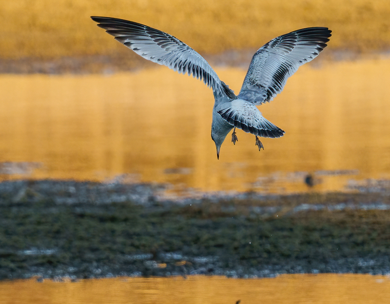 Ring-billed Gull - adult 2317.jpg :: Ring-billed Gull (Larus delawarensis) Codorus State Park, York County, Pennsylvania