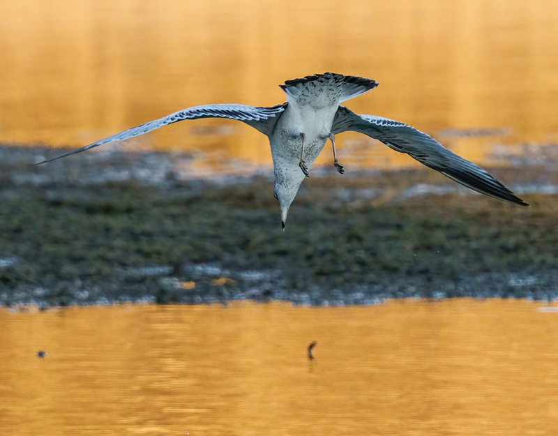 Ring-billed Gull - adult 2318(1).jpg :: Ring-billed Gull (Larus delawarensis) Codorus State Park, York County, Pennsylvania
