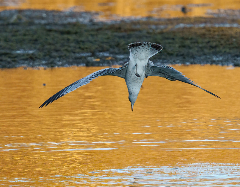 Ring-billed Gull - adult 2319(1).jpg :: Ring-billed Gull (Larus delawarensis) Codorus State Park, York County, Pennsylvania