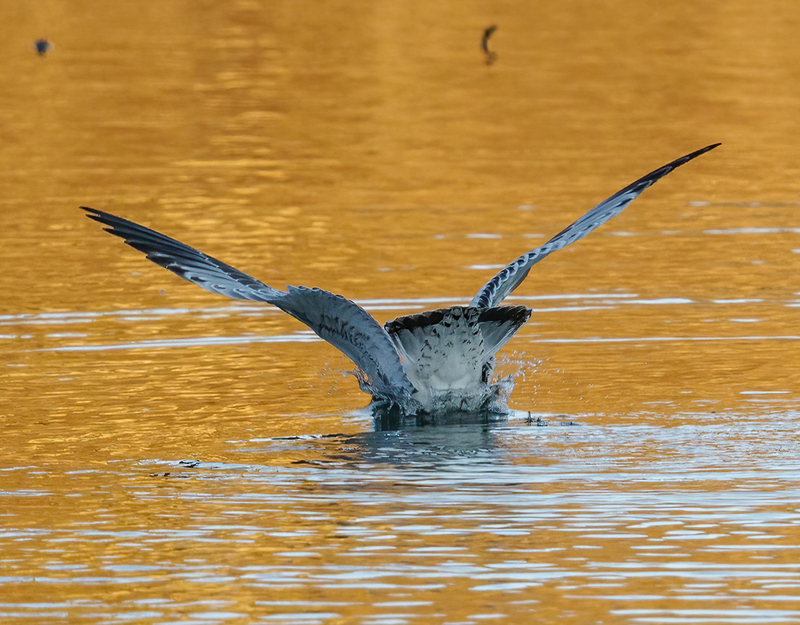 Ring-billed Gull - adult 2320(1).jpg :: Ring-billed Gull (Larus delawarensis) Codorus State Park, York County, Pennsylvania