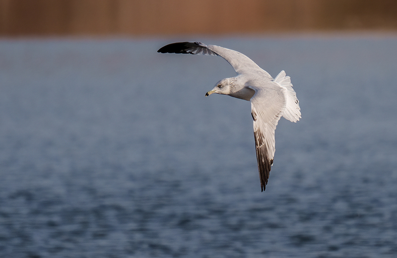 Ring-billed Gull 2401(1).jpg :: Ring-billed Gull (Larus delawarensis) Codorus State Park, York County, Pennsylvania