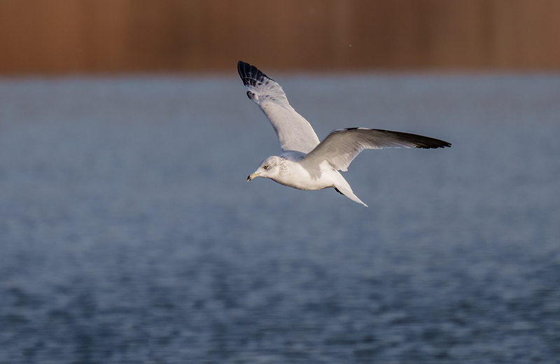 Ring-billed Gull 2402(1).jpg :: Ring-billed Gull (Larus delawarensis) Codorus State Park, York County, Pennsylvania