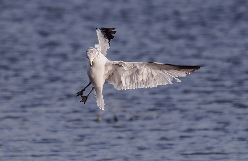 Ring-billed Gull 2403(1).jpg :: Ring-billed Gull (Larus delawarensis) Codorus State Park, York County, Pennsylvania