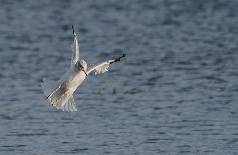 Ring-billed Gull 2404.jpg :: Ring-billed Gull (Larus delawarensis) Codorus State Park, York County, Pennsylvania