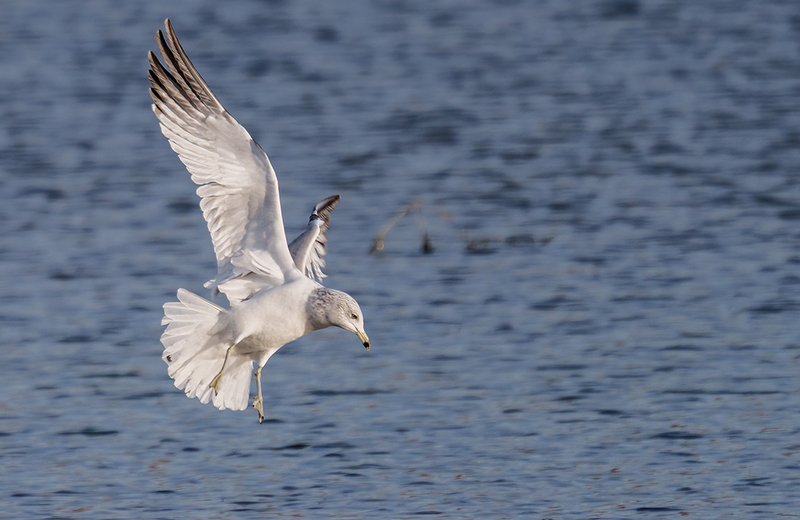 Ring-billed Gull 2405(1).jpg :: Ring-billed Gull (Larus delawarensis) Codorus State Park, York County, Pennsylvania