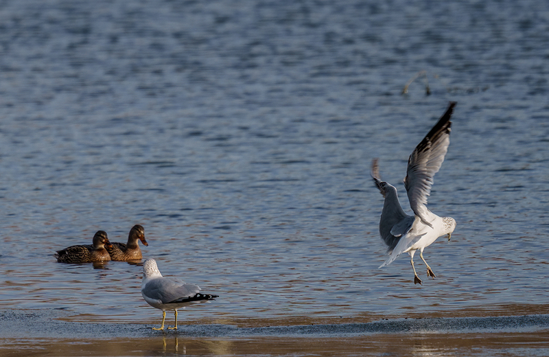 Ring-billed Gull 2406.jpg :: Ring-billed Gull (Larus delawarensis) Codorus State Park, York County, Pennsylvania