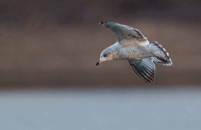 Ring-billed Gull 2409(1).jpg :: Ring-billed Gull (Larus delawarensis) Codorus State Park, York County, Pennsylvania