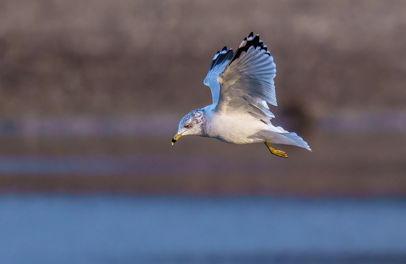 Ring-billed Gull 2410.jpg :: Ring-billed Gull (Larus delawarensis) Codorus State Park, York County, Pennsylvania