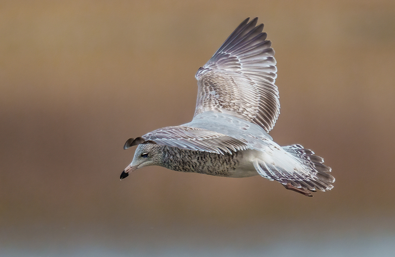 Ring-billed Gull 2411.jpg :: Ring-billed Gull (Larus delawarensis) Codorus State Park, York County, Pennsylvania