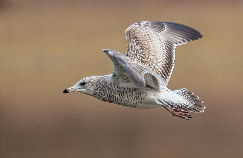 Ring-billed Gull 2412.jpg :: Ring-billed Gull (Larus delawarensis) Codorus State Park, York County, Pennsylvania