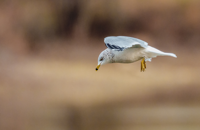 Ring-billed Gull 2413(1).jpg :: Ring-billed Gull (Larus delawarensis) Codorus State Park, York County, Pennsylvania