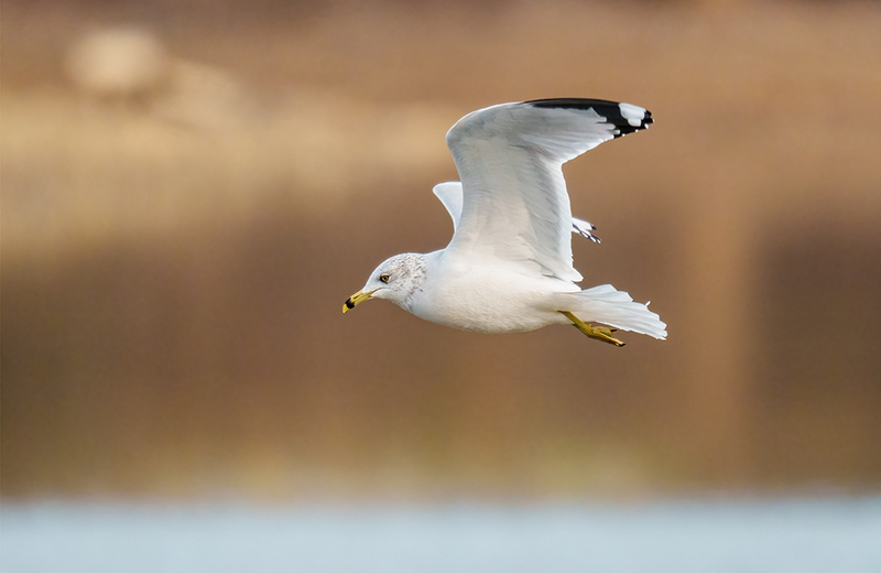 Ring-billed Gull 2414(1).jpg :: Ring-billed Gull (Larus delawarensis) Codorus State Park, York County, Pennsylvania