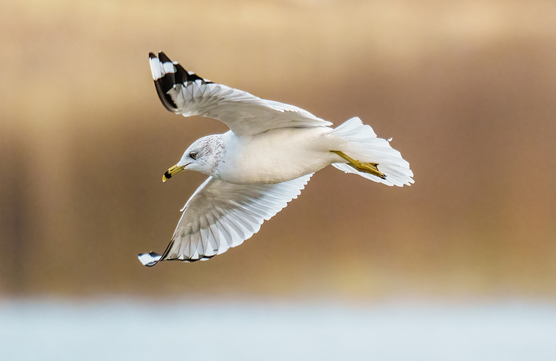 Ring-billed Gull 2415(1).jpg :: Ring-billed Gull (Larus delawarensis) Codorus State Park, York County, Pennsylvania