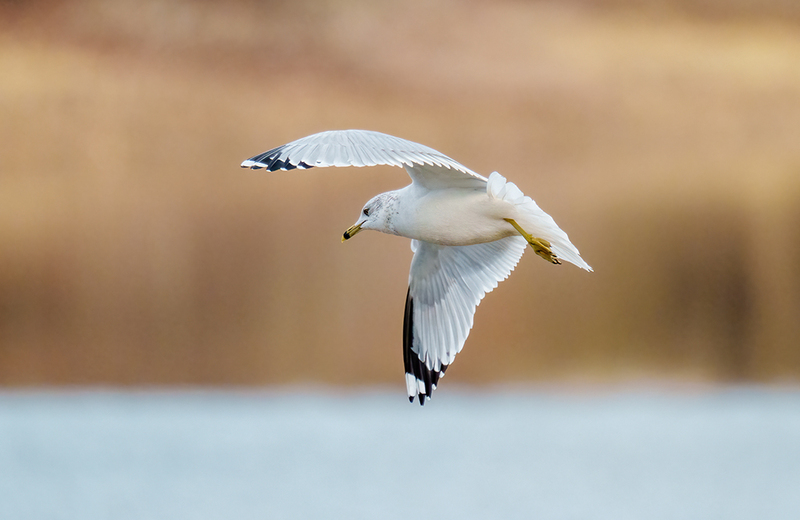 Ring-billed Gull 2416.jpg :: Ring-billed Gull (Larus delawarensis) Codorus State Park, York County, Pennsylvania