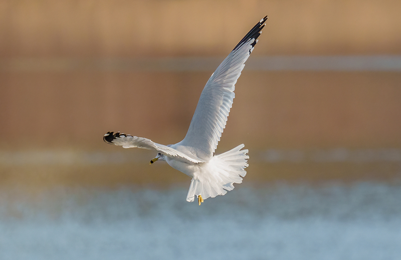 Ring-billed Gull 2417(1).jpg :: Ring-billed Gull (Larus delawarensis) Codorus State Park, York County, Pennsylvania