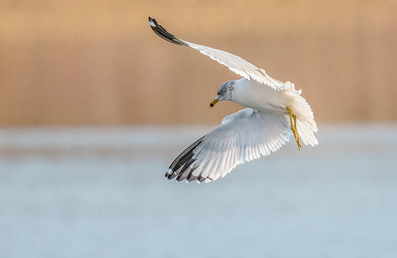 Ring-billed Gull 2418.jpg :: Ring-billed Gull (Larus delawarensis) Codorus State Park, York County, Pennsylvania