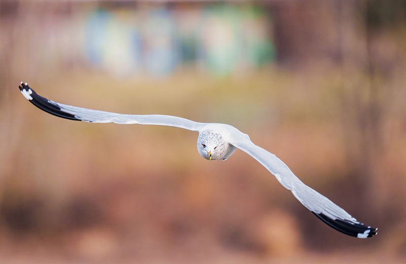 Ring-billed Gull 2419.jpg :: Ring-billed Gull (Larus delawarensis) Codorus State Park, York County, Pennsylvania