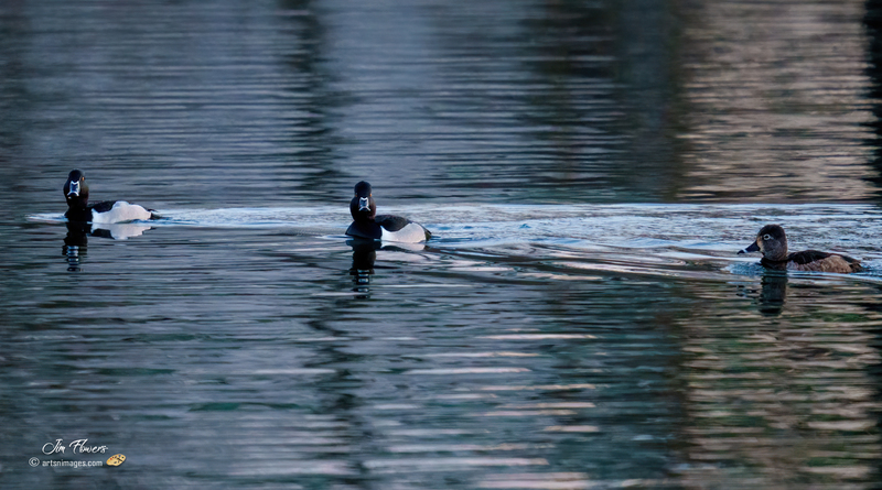 Ring-necked Ducks 2300(1).jpg :: Ring-necked Duck (Aythya collaris) Long Arm Reservoir, York County, Pennsylvania