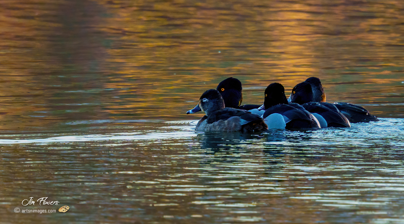 Ring-necked Ducks 2301(1).jpg :: Ring-necked Duck (Aythya collaris) Long Arm Reservoir, York County, Pennsylvania