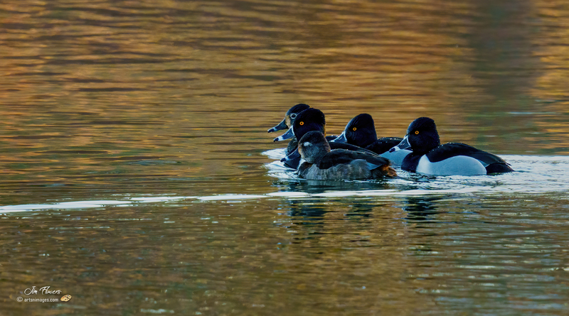 Ring-necked Ducks 2302(1).jpg :: Ring-necked Duck (Aythya collaris) Long Arm Reservoir, York County, Pennsylvania