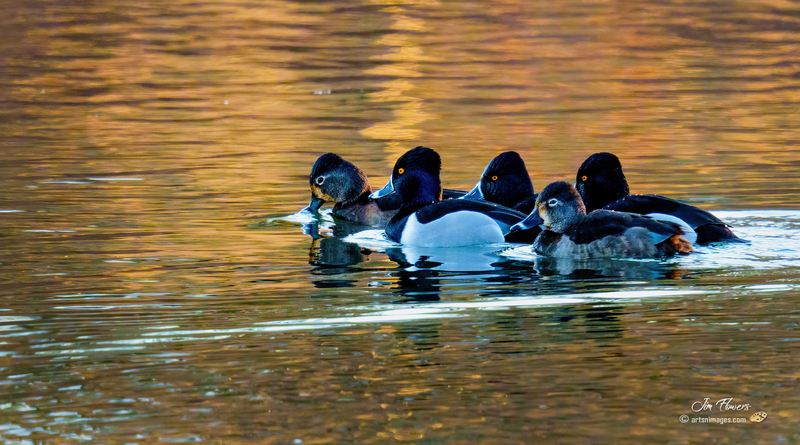 Ring-necked Ducks 2303.jpg :: Ring-necked Duck (Aythya collaris) Long Arm Reservoir, York County, Pennsylvania