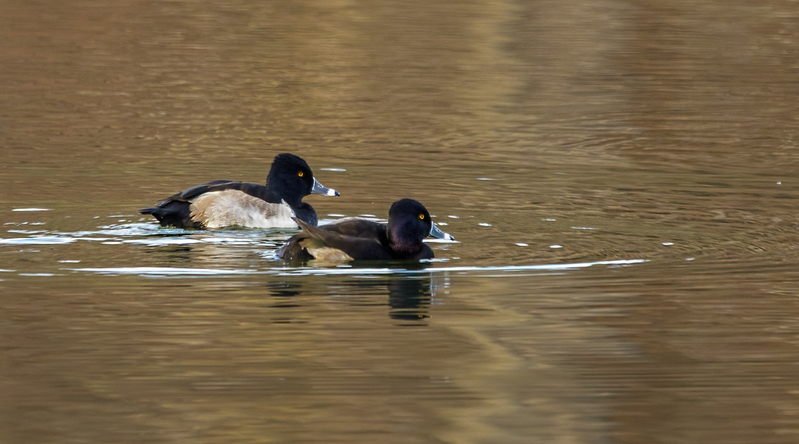Ringneck Ducks 2208(1).jpg :: Ring-necked Duck (Aythya collaris) Long Arm Reservoir, York County, Pennsylvania