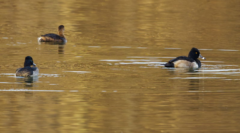Ringneck Ducks 2209.jpg :: Ring-necked Duck (Aythya collaris) Long Arm Reservoir, York County, Pennsylvania