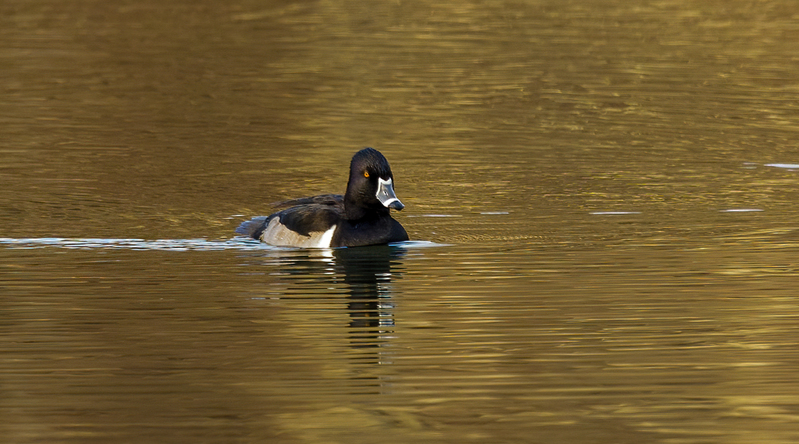 Ringneck Ducks 2210.jpg :: Ring-necked Duck (Aythya collaris) Long Arm Reservoir, York County, Pennsylvania