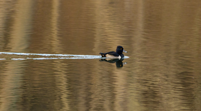 Ringneck Ducks 2211(1).jpg :: Ring-necked Duck (Aythya collaris) Long Arm Reservoir, York County, Pennsylvania