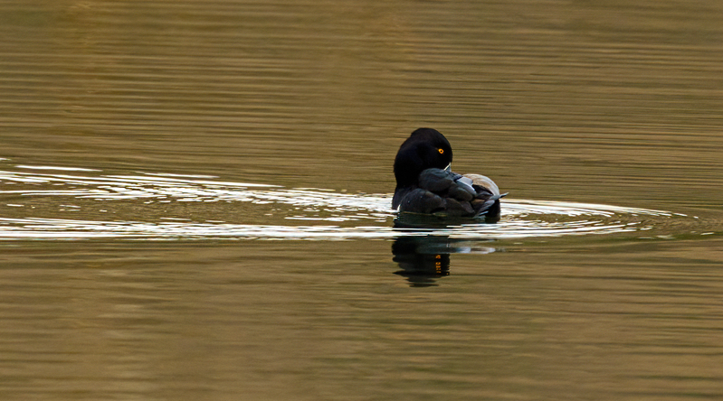 Ringneck Ducks 2212(1).jpg :: Ring-necked Duck (Aythya collaris) Long Arm Reservoir, York County, Pennsylvania