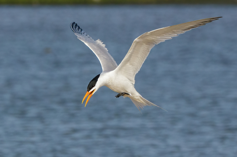 Royal Tern 2109.jpg :: Royal Tern (Thalasseus maximus) Rollover Pass, Bolivar Peninsula, Galveston County Texas