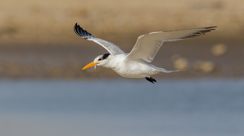 Royal Tern 2110.jpg :: Royal Tern (Thalasseus maximus) Rollover Pass, Bolivar Peninsula, Galveston County Texas